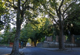 viale alberato